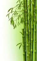 bambou B pour la botanique 