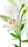 Lily blanc Symbolisme des couleurs BLANC 