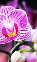 Orchidée pourpre Symbolisme des couleurs VIOLET 