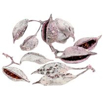 catégorie Plantes exotiques