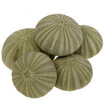 catégorie Déco coquillages