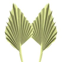 catégorie Plantes exotiques