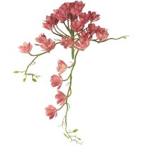 catégorie Cactus et succulentes