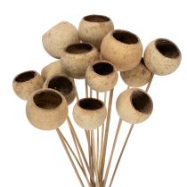 catégorie Plantes exotiques