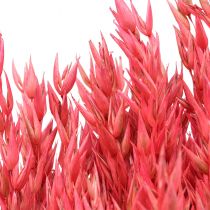 Fleurs séchées, Avoine Céréales séchées Déco Rose 65cm 160g