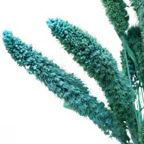 Article Fleurs séchées, Setaria Pumila, millet bleu 65cm 200g