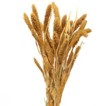 Article Fleurs séchées, Setaria Pumila, millet orange 72cm 225g