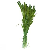 Article Fleurs séchées, Setaria Pumila, millet à soies vertes 75cm 170g