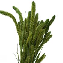 Article Fleurs séchées, Setaria Pumila, millet vert 75cm 170g