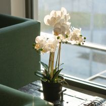 Article Orchidée artificielle blanche en pot 60 cm