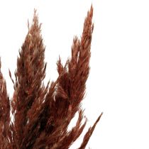 Article Herbe de pampa déco séchée floristique sèche brun rouge 70cm 6pcs