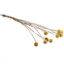 Article Craspedia séchées jaunes, tiges de 70 cm, botte d’environ 10 fleurs