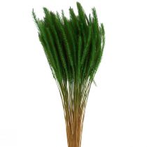 Sétaire verte Setaria viridis herbe sèche 52cm 28g