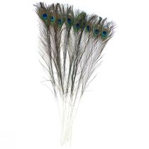 Plumes de paon décoratives pour confection de plumes d&#39;oiseaux H78cm 10 pièces