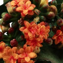 Article Flaming Käthchen Kalanchoe orange artificiel 24cm