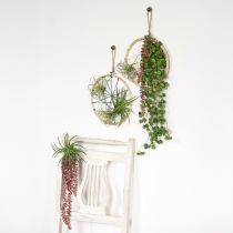 Article Sedum &#39;Rubin&#39; plante suspendue – succulente décorative et facile d&#39;entretien 43cm 3pcs.
