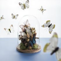 Article Cloche en verre sur plateau en bois, pot en verre, transparent, naturel, Ø17cm, H24cm