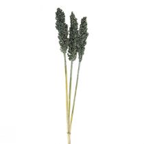 Article Fleurs séchées sorgho millet bleu-vert fleuristerie sèche 72cm 3 pcs