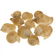 Coquilles d&#39;escargot Déco Escargot de Mer Marron Blanc 3.5-5cm 250g