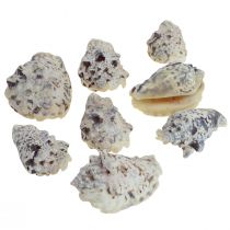 Coquilles d&#39;escargots déco escargots de mer naturel 5.5-7.5cm 250g