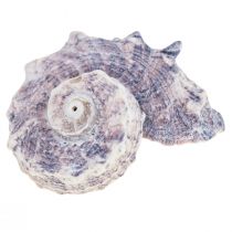Coquilles d&#39;escargots Déco Escargots de mer Violet Blanc 3-6cm 250g