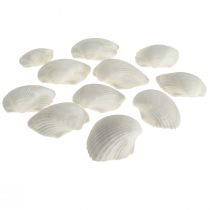 Coquillage Déco Blanc Coquillages Coques vide 5cm 250g