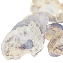 Déco coquilles d&#39;huîtres déco coquilles naturel 2-6cm 250g