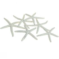 Étoile de mer argentée décoration maritime étoile de mer décoration estivale 7,5 cm 10 pièces