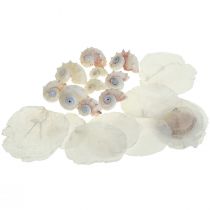 Capiz Moules Escargot Déco Maritime Blanc Rose 600g