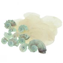 Capiz Nacre Tranches Nacre Escargot de Mer Coquille Vert 2–9cm 650g