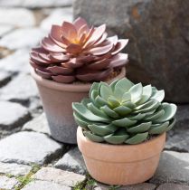 Article Plante succulente en pot Echeveria vert artificiel Ø15cm
