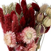 Article Bouquet de fleurs séchées fleurs de paille Phalaris rouge 30cm