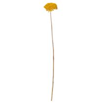 Article Achillea séchée jaune 1 kg, fleurs séchées naturelles