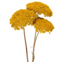Article Achillea séchée jaune 1 kg, fleurs séchées naturelles