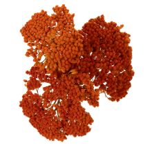 Article Achillea séchée orange 45–60 cm 1 kg