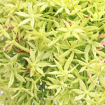 Article Oignon ornemental artificiel fleur verte Allium Ø18cm 90cm