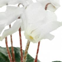 Cyclamen en crème 28cm