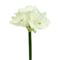 Amaryllis artificielle 60cm blanc