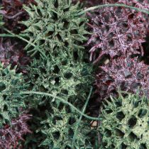 Article Cônes de copalme Liquidambar Givrés vert/rouge baie 500g