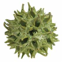 Cônes Sweetgum vert givré 250g
