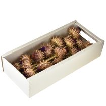 Article Fleur d'artichaut artichaut séché Cynara Ø9cm 16 pcs