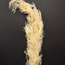 Article Asperges séchées, asperges ornementales, abricot, 90 cm, 5 pièces