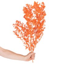 Article Asparagus décoratif séché teint orange 65 cm 80 g