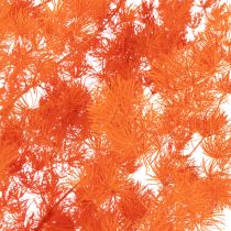 Article Asparagus décoratif séché teint orange 65 cm 80 g