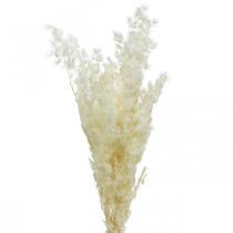 Asperges décoration sèche herbe ornementale séchée blanche 80g