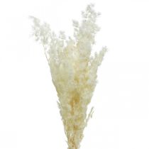 Article Asperges décoration sèche herbe ornementale séchée blanche 80g