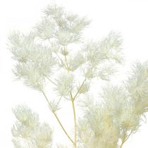 Article Asperges décoration sèche herbe ornementale séchée blanche 80g