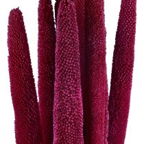 Article Millet perlé, babala roseau, millet rose 70cm 10 pcs