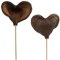 Article Badam sur bâton naturel 6cm - 12cm 23 pcs