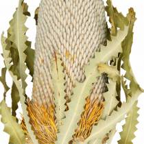Banksia Hookerana naturel 7pcs